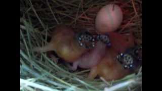 3 day old Gouldian Finch Baby Birds in a nest [upl. by Ajax]