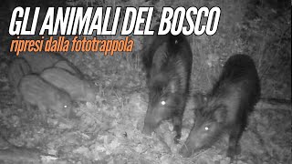 Gli animali del bosco ripresi dalla fototrappola [upl. by Murielle]