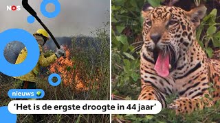 Grootste moeras ter wereld staat in brand dieren in gevaar [upl. by Nelyag]