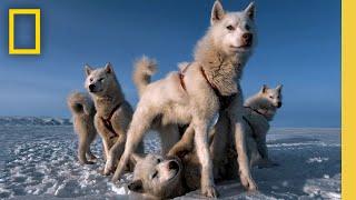 Photographer Power Couple Paul Nicklen amp Cristina Mittermeier  Photographer  National Geographic [upl. by Suilienroc]