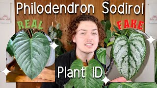 How to Identify a REAL Philodendron Sodiroi [upl. by Nessa534]