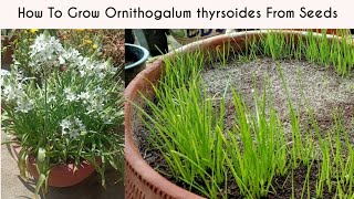 How To Grow Ornithogalum thyrsoides From Seeds Chincherinchee From Seeds [upl. by Sewel]