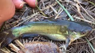 Catching baby catfish in a Minnow Trap [upl. by Brewster]