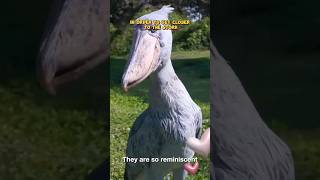 The Ancient Shoebill Stork with Man shorts animals pets [upl. by Einnaej]