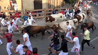 Encierro Tafalla 19082024  Ganadería Toro Pasión  Fiestas de Tafalla [upl. by Arten]