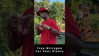 Free Nitrogen For Your Plants garden gardening rhizobium shorts [upl. by Notsek274]