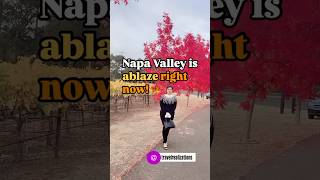 Napa Valley is ablaze with fall colors right now Details in description californiatravel bayarea [upl. by Kolva]