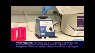 Plasmid Mini Prep Protocol [upl. by Harehs]