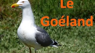 Histoire dEspèce 5 Le Goéland [upl. by Neehahs511]