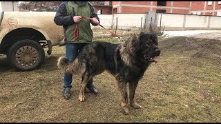 caucasian ovcharka and Pitbull [upl. by Peggy]