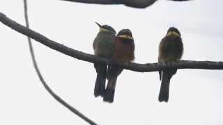 Birds of Uganda  Cinnamonchested Beeeater [upl. by Latsyrc909]