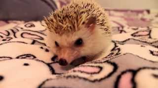 How to Pick Up and Hold a Hedgehog [upl. by Ruiz]