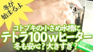 【使ってみた】ベタ水槽に100wオートヒーターは大きすぎる？【アクア用品】 [upl. by Fredenburg660]