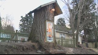 Coeur dAlene artist turns decaying tree into little library [upl. by Adriene442]