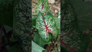 Caladium nature wildlife flowers 3 [upl. by Eillek]