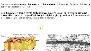 La membrana cellulare 1A [upl. by Ezirtaeb382]