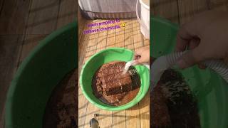 How to use cocopeat ❤️❤️ cocopeat kaise use kre🤗houseplants balconygarden cocopeat [upl. by Anotal]