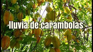 EP20 La carambola o fruta de estrella  Me encontré un árbol en superproducción [upl. by Vas]