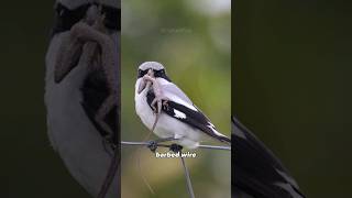 Loggerhead Shrike  The Ultimate Butcher Bird [upl. by Conrade]