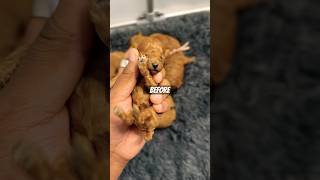 Before 🆚 After poodle puppy pets cutepuppy shorts transformation [upl. by Campy]