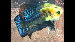 AMAZING NEON CROSS BETTA SPLENDENS 🐲🐠bettafish [upl. by Fassold]