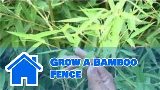 Bamboo Growing 101  How to Grow a Bamboo Fence [upl. by Onez]