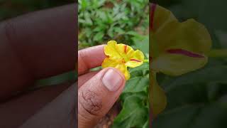 Shabduli Four oclock plant greenheart plantlover konkani gardening nature flowersofindia [upl. by Aramad]