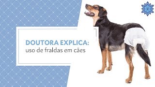 Doutora Explica Uso de fraldas em cães [upl. by Marrilee292]