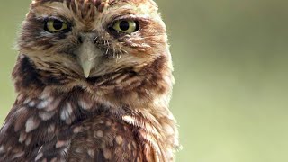 You’ve Never Seen an Owl Species That Does This [upl. by Bred]