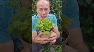 Parsley petroselinum crispum herbs gardening permaculture motivation health herbgarden [upl. by Brey]