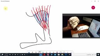 Temporomandibular ligaments [upl. by Marcella429]