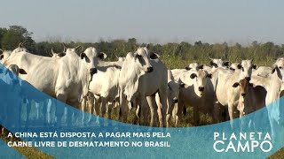 A CHINA ESTÁ DISPOSTA A PAGAR MAIS PELA CARNE LIVRE DE DESMATAMENTO NO BRASIL  PLANETA CAMPO [upl. by Attennod277]