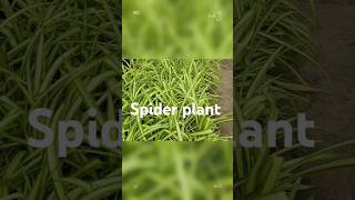 Spider plant  💯 💯 💯 plants garden nursery adarsh Nursery samana shorts [upl. by Ettenuj]