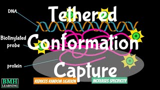 Tethered Conformation Capture  HiC Method  HiC Chromosome Confirmation Technique [upl. by Ebbie]