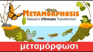 Metamorphosis  Types of Metamorphosis [upl. by Eislek]