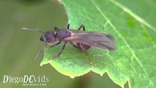 Flying Ant Queen Acromyrmex Formicidae Vitis vinifera  formiga voadora [upl. by Edwyna]