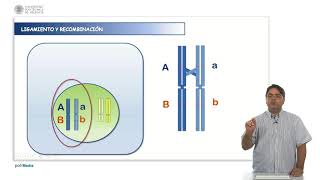 Ligamiento y recombinación  1617  UPV [upl. by Asseralc579]