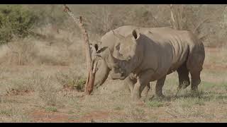 Madikwe Game Reserve [upl. by Harriott623]