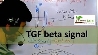 TGF beta signaling [upl. by Eatnuahc]