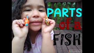 WHAT ARE THE PARTS OF A FISH  SCIENCE  OCEAN ANIMALS  FISH ANANTOMY [upl. by Helsa]