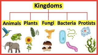 5 Kingdoms  Animals plants fungi bacteria amp protists [upl. by Tome562]