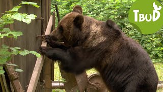 Bären sammeln Folge 41  Tiere bis unters Dach  SWR Plus [upl. by Ettenom199]