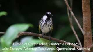 Whitecheeked Honeyeater call [upl. by Schonfield]