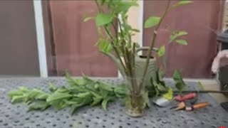 Update On The Successful Bitterleaf Cuttings Water Rooting gardenplants bitterleaf [upl. by Suoicul]