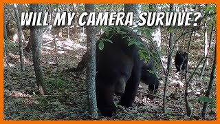 Amazing Trail Camera Moments Caught On Camera  Best of June [upl. by Phipps718]