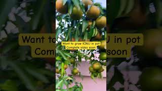 Grow KINU in Pot gardening homegardening terracegarden garden [upl. by Genovera]