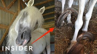 Rescue Horse With 30Pound Hooves Can Walk Again  Insider [upl. by Fifine]