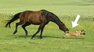 Quando o Cavalo Resolve Atacar o lado selvagem dos cavalos  Parte 2 [upl. by Oliver]