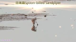 琵嘴鷸Spoonbilled Sandpiper [upl. by Ninon]