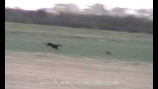 Natural Born Hare Killers Continued 3 [upl. by East]